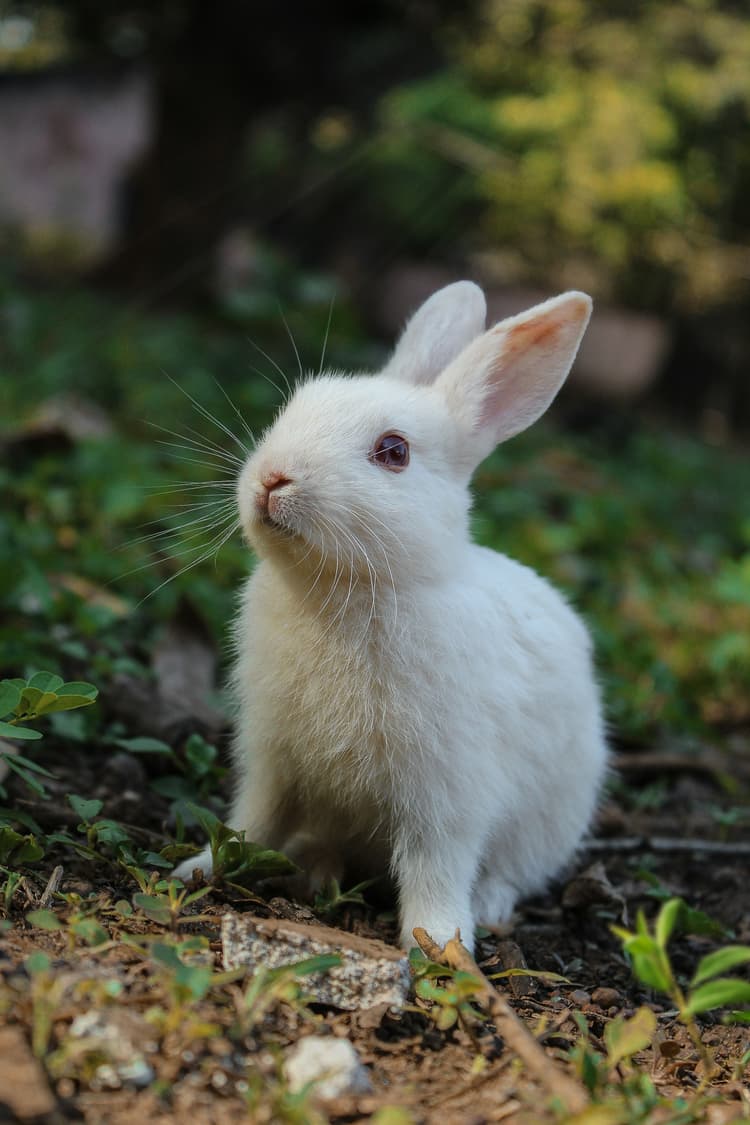 The Bench Has a Bunny Problem and Now One Fewer Agency to Help