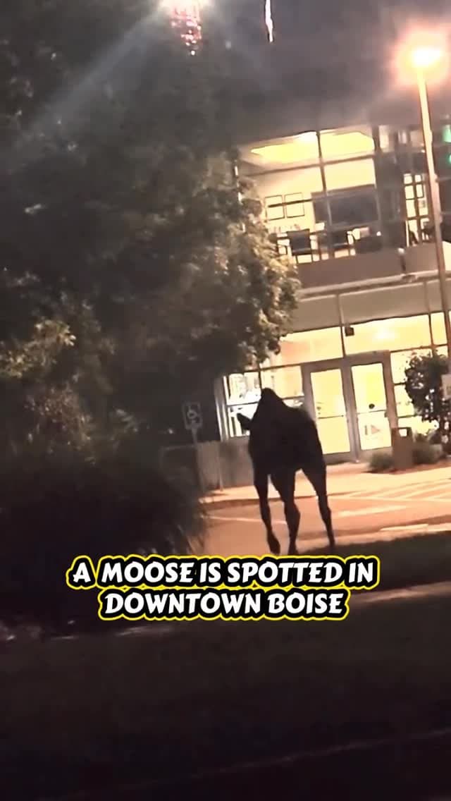 A Moose Stood Outside Boise Little Theater and a Bystander Thought It Was Décor